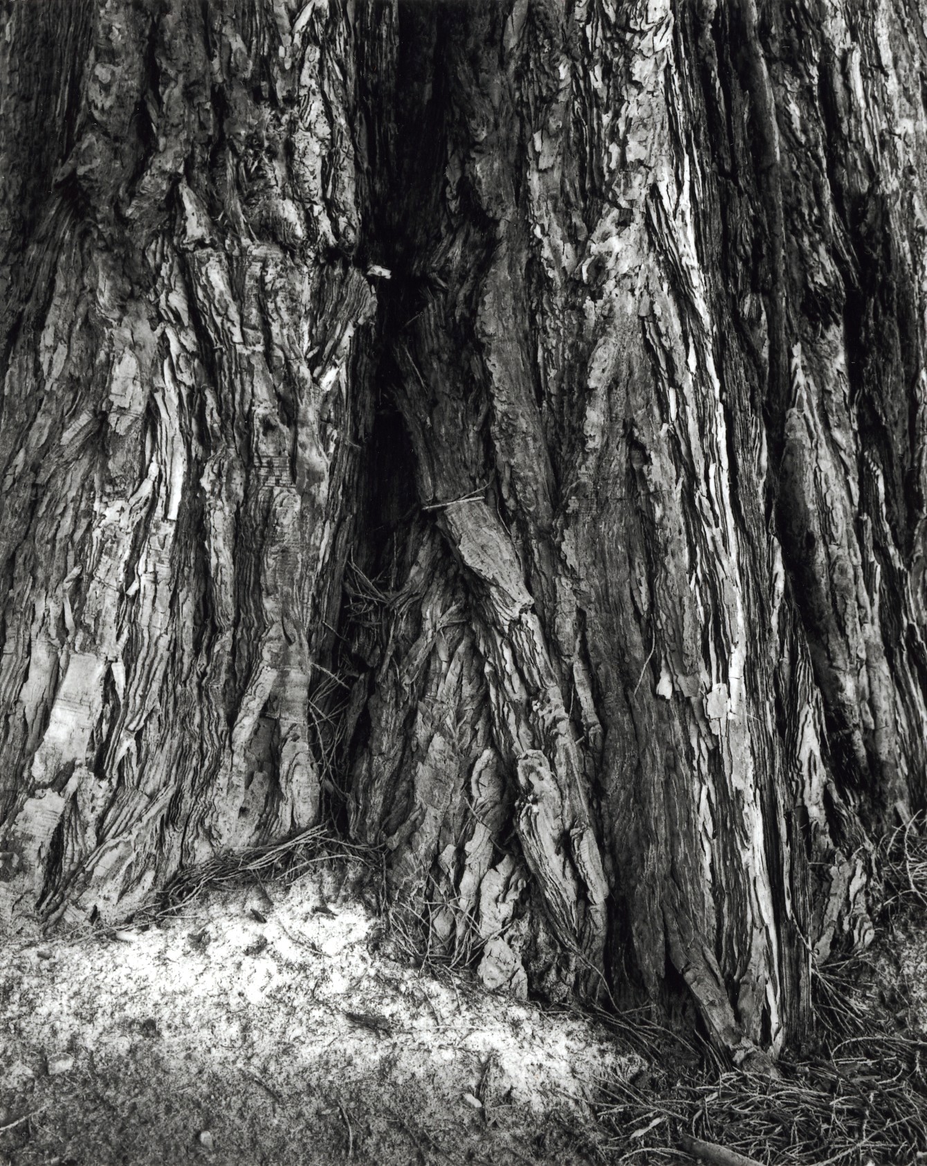 Black and white film photograph of a cedar trunk