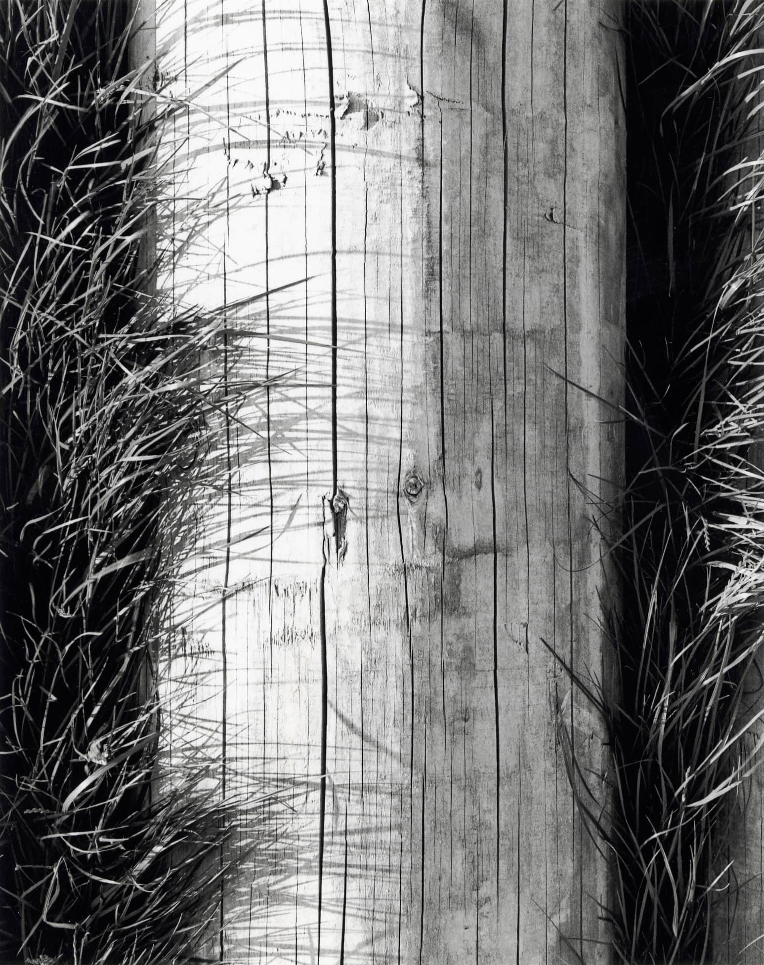 Black and white film photograph of a fallen log with grass